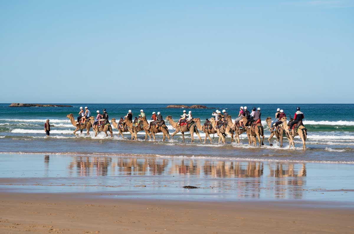 Birubi Beach Camel Rides In Port Stephens Nsw 