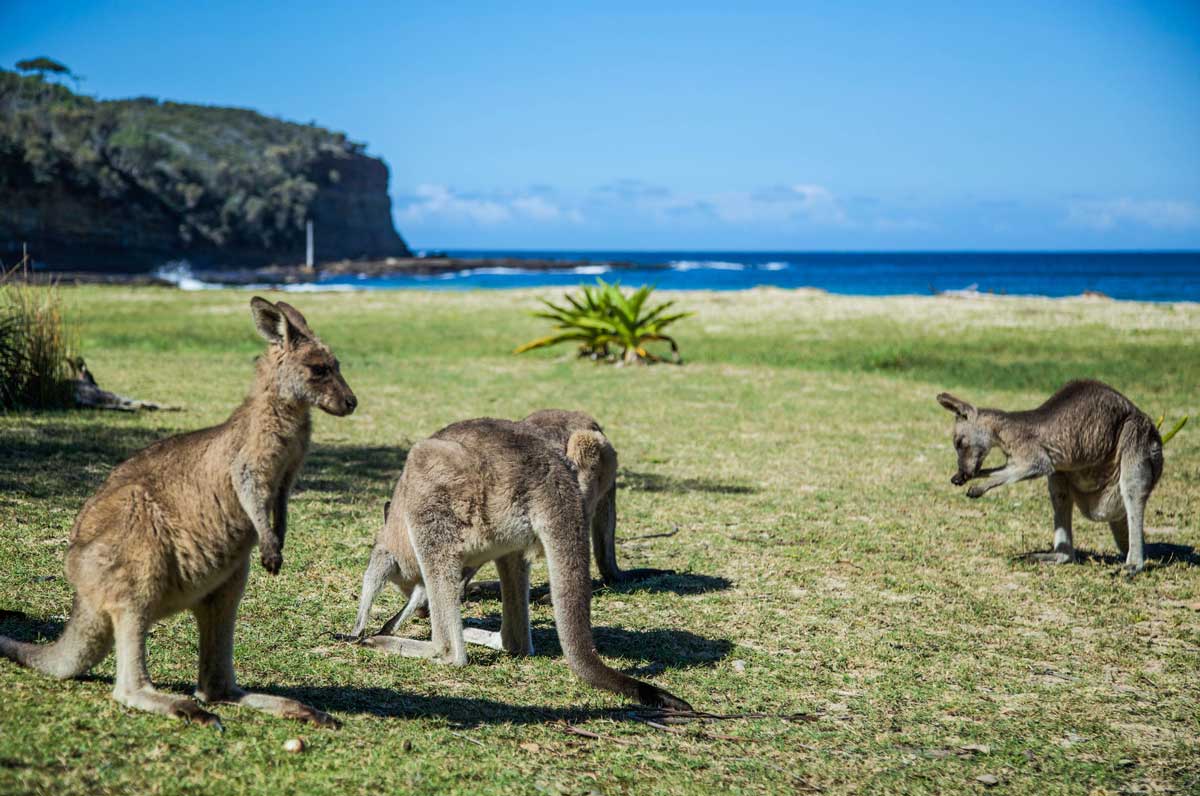 Is it illegal to drive barefoot in Australia?