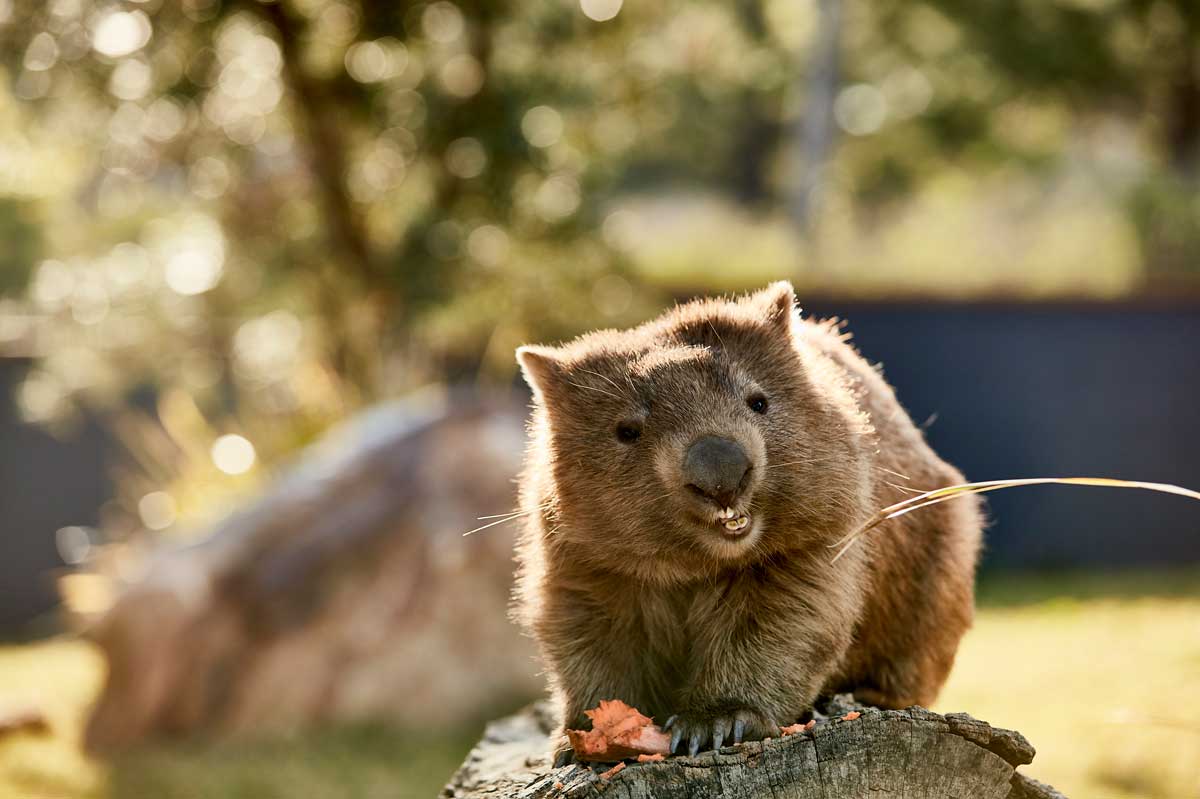 Symbio Wildlife Park, NSW Helensburgh zoo prices & encounters