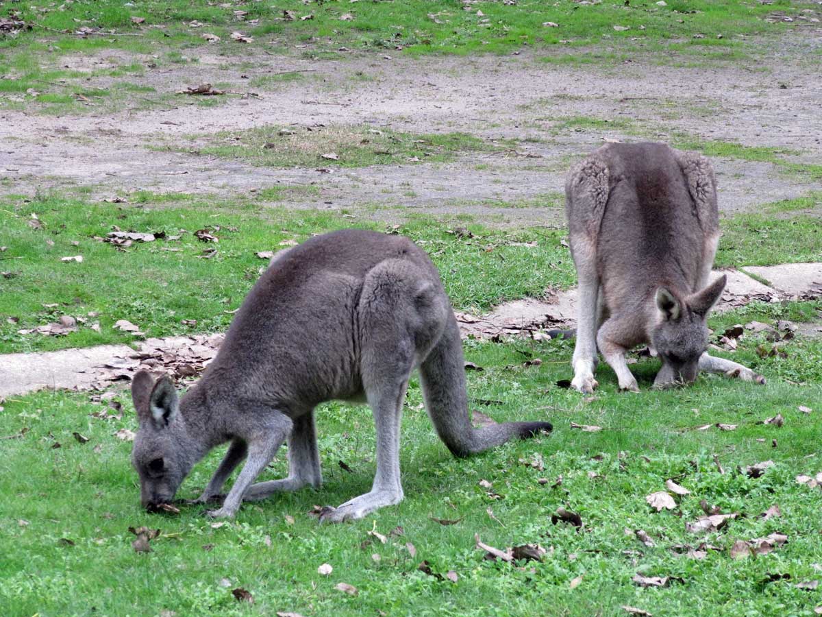 What is the difference between kangaroos and wallabies?