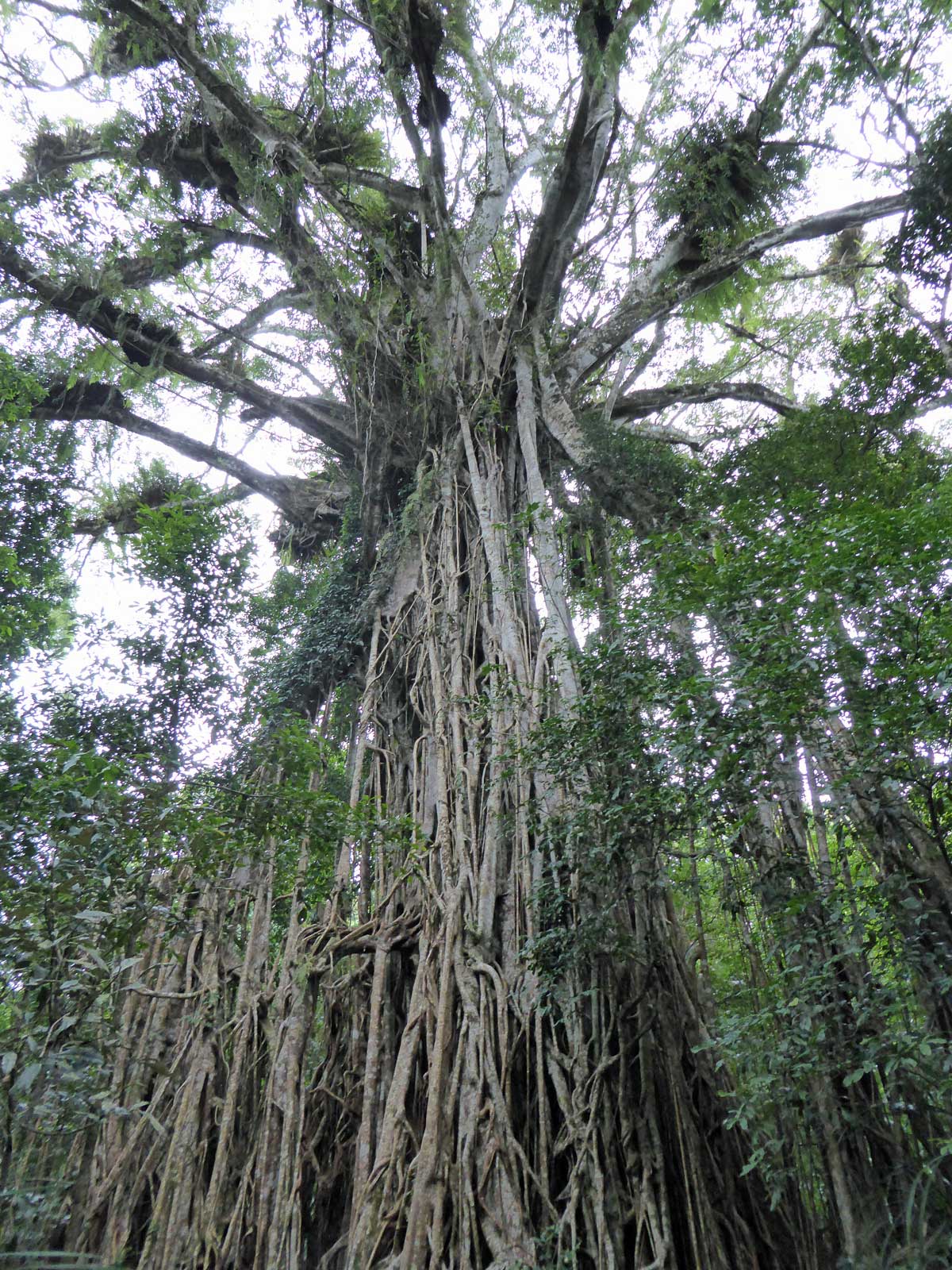 How big is the Cathedral Fig tree in Danbulla National Park, QLD ...