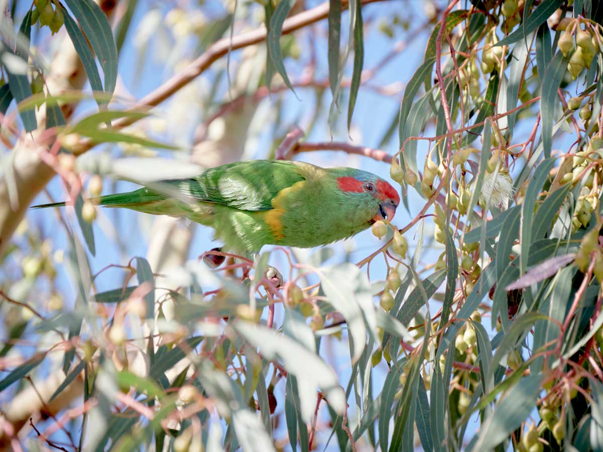 Musk lorikeets: Size, colour, diet and geographical spread