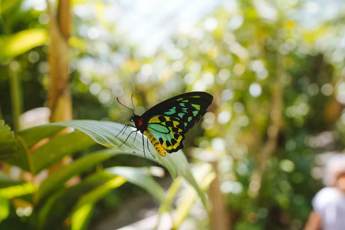 Australian Butterfly Sanctuary, Kuranda: Location & Prices