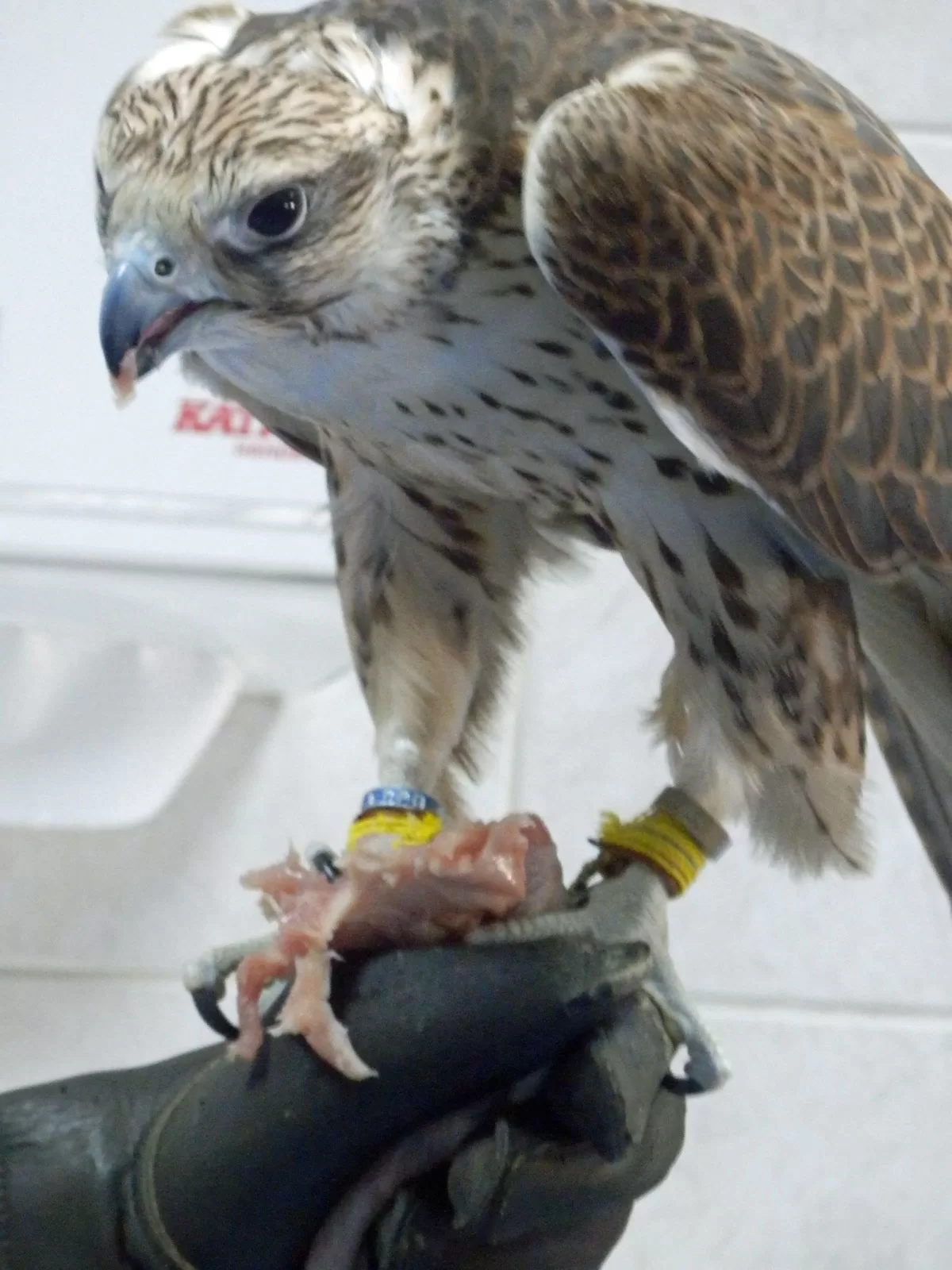 Abu Dhabi Falcon Hospital: Review, tour prices & opening times